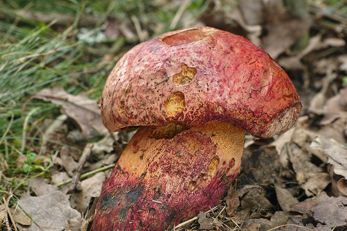 Rubroboletus rhodopurpureus