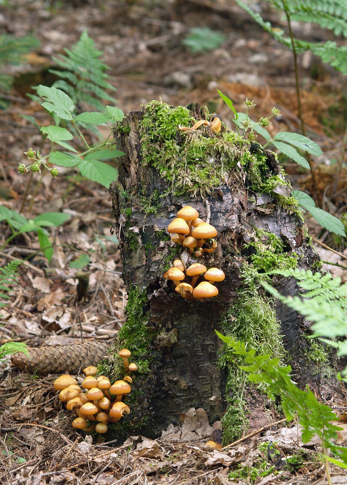 Pholiota mutabilis