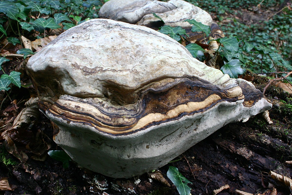 Ganoderma adspersum