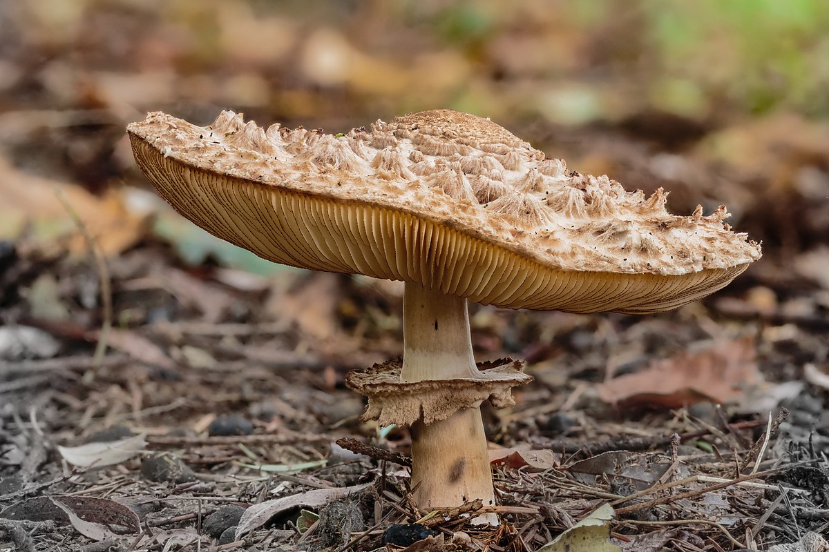 Macrolepiota rhacodes