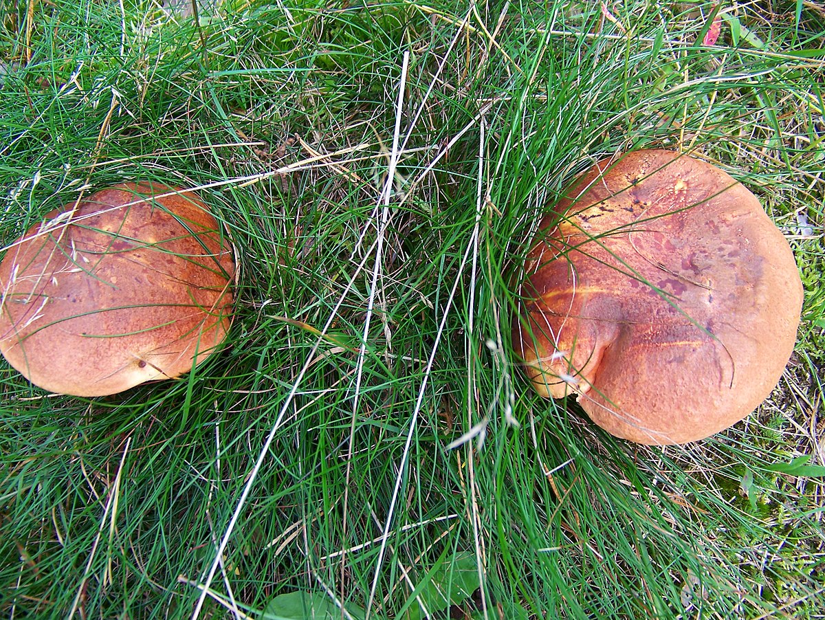Boletus dupainii (Porcino di Dupain, Boleto rosso)