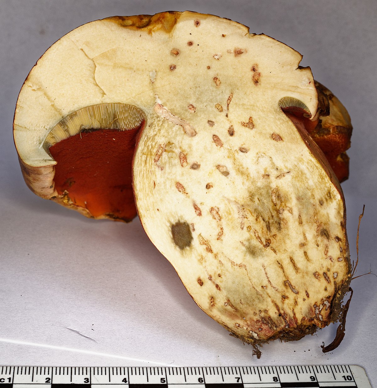 Rubroboletus legaliae