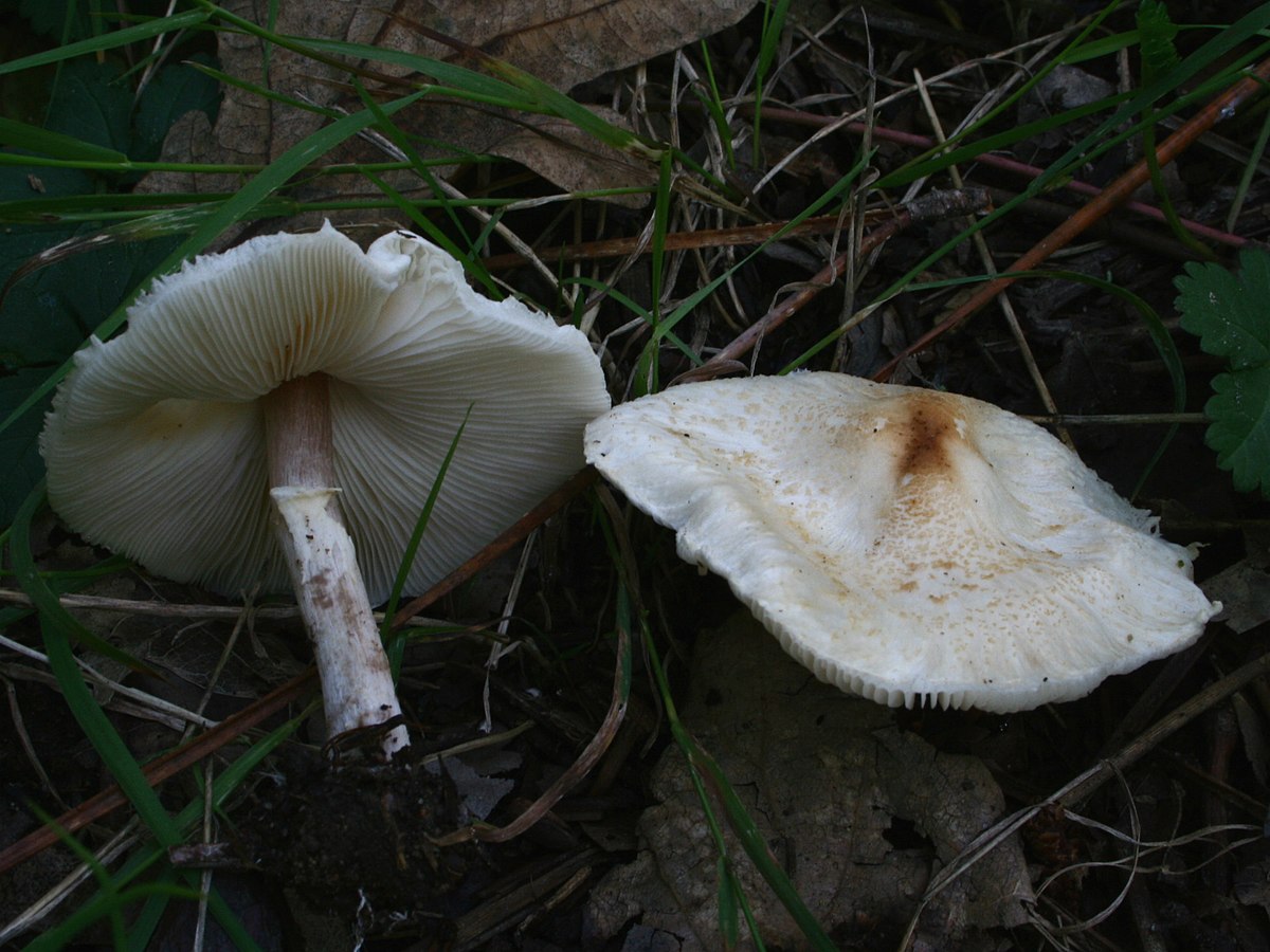 Lepiota cristata