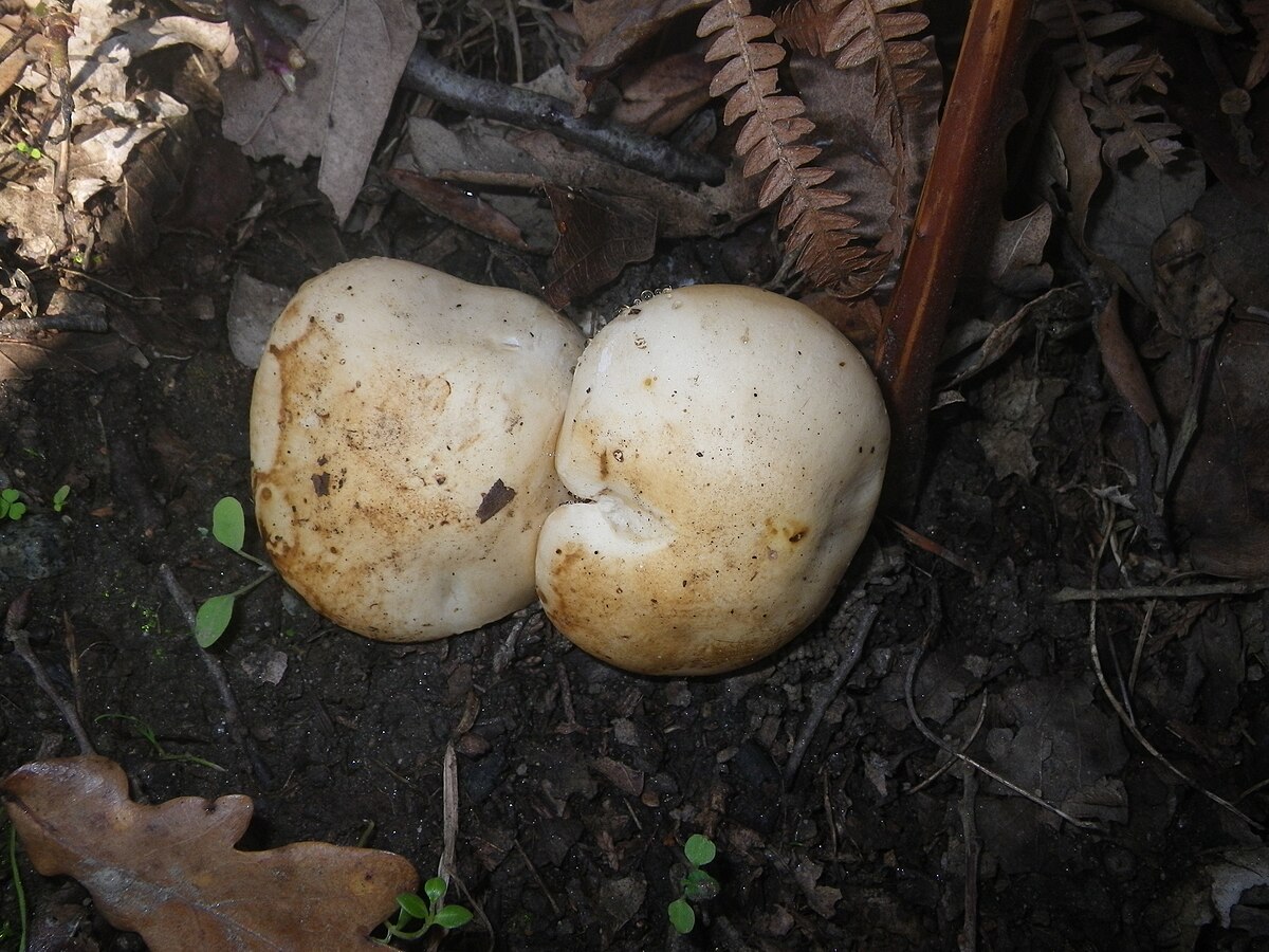 Tricholoma acerbum