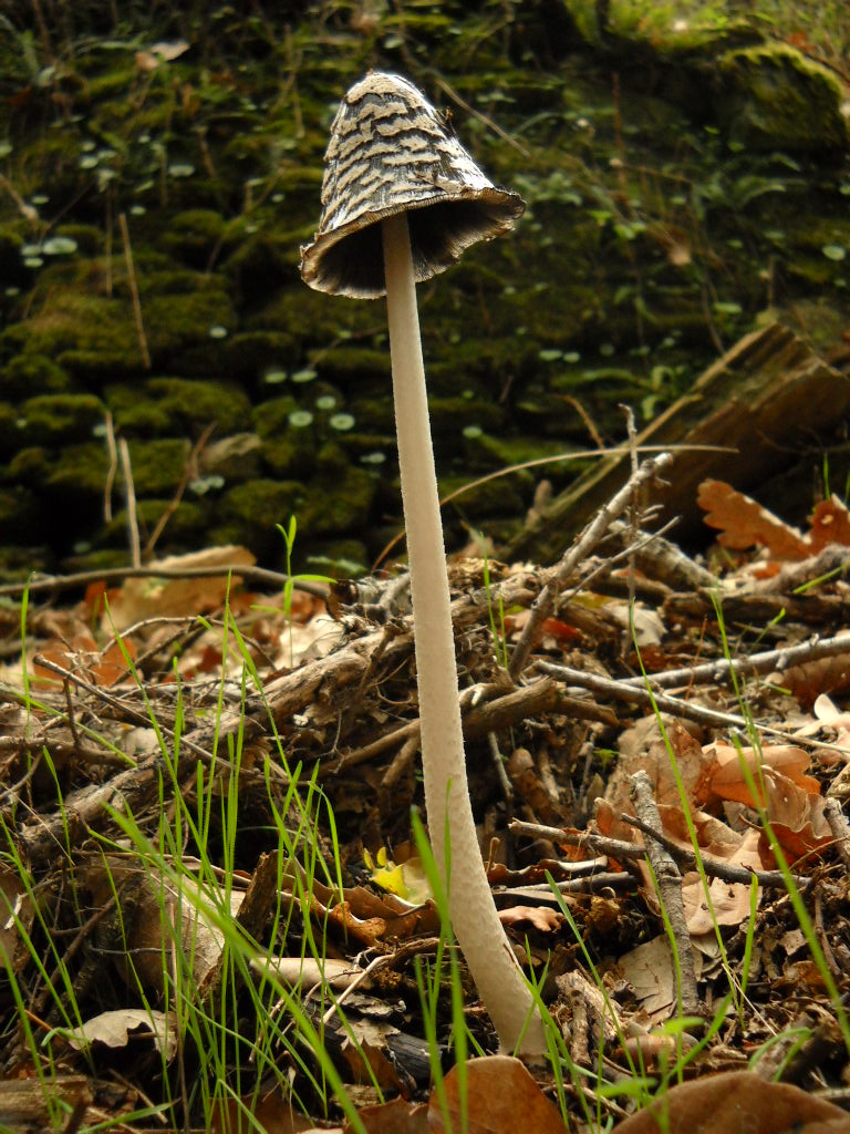 Coprinopsis picacea (Fungo dell'Inchiostro a Gazza)