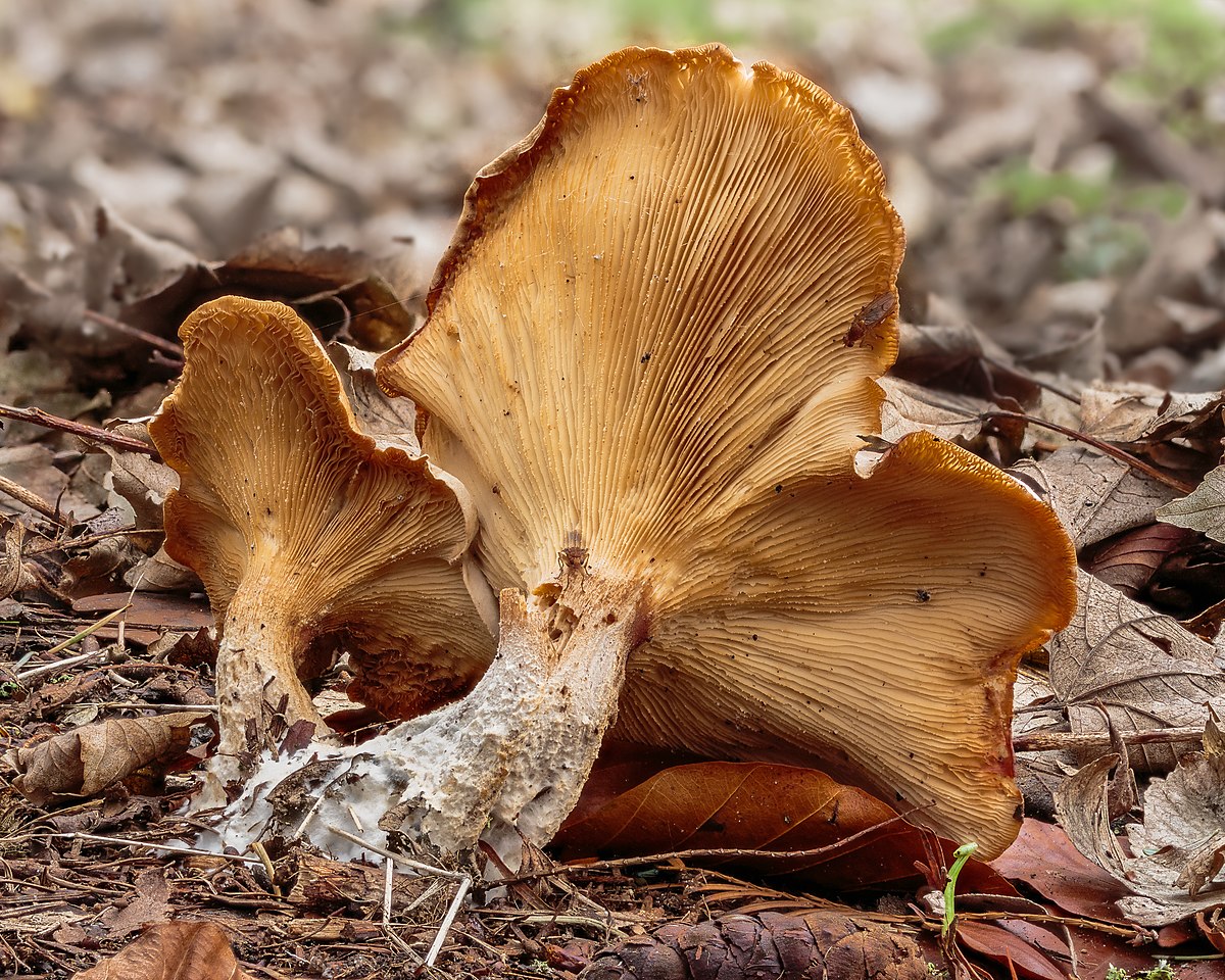 Clitocybe nebularis (Grigio dei Nebbie, Clitocibe delle nebbie, Nebularia)