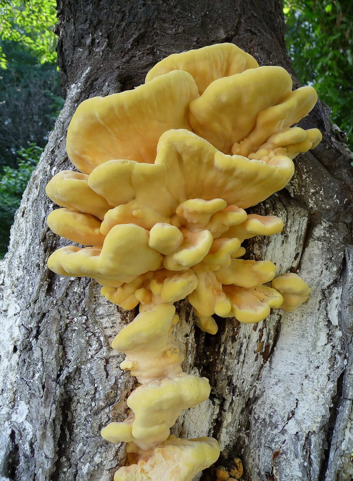 Laetiporus sulphureus