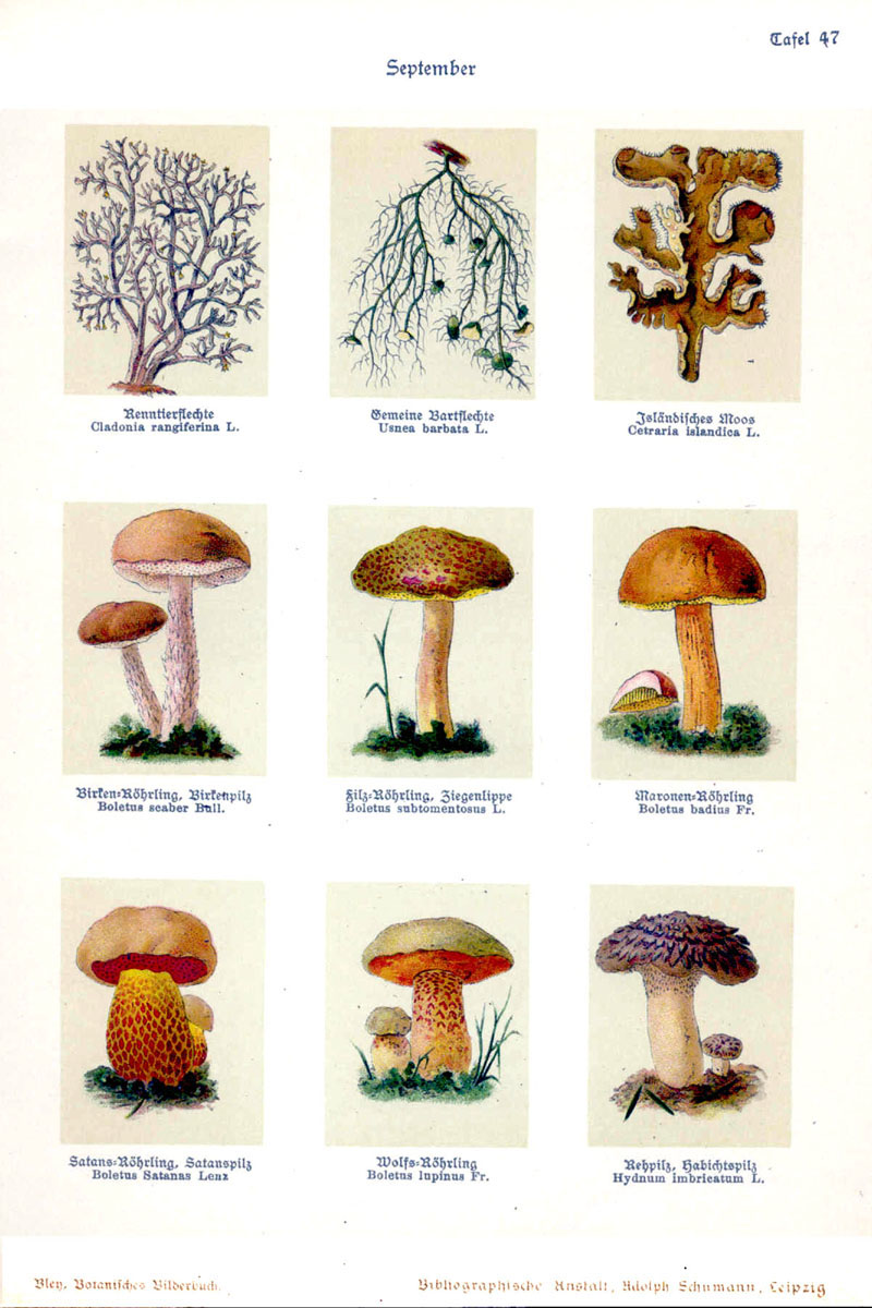 Rubroboletus lupinus