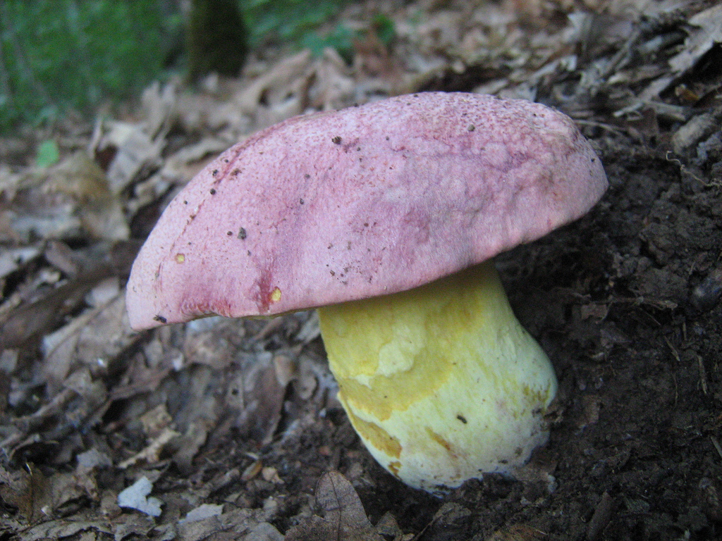 Boletus regius (Porcino reale)