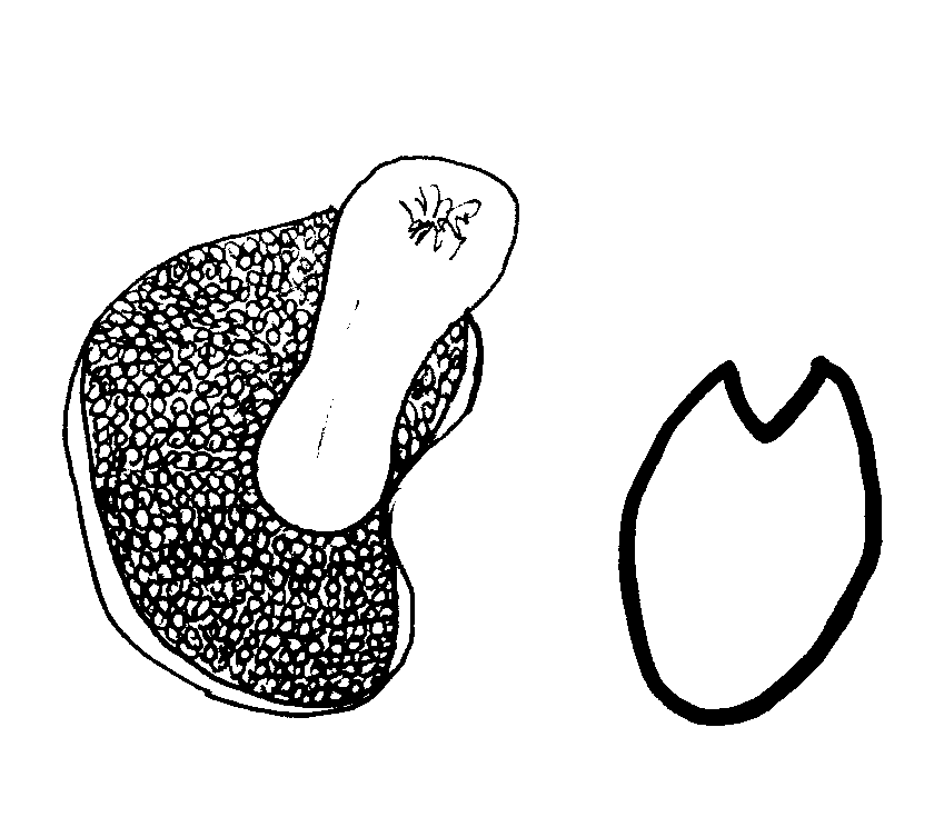 Polyporus pes-caprae