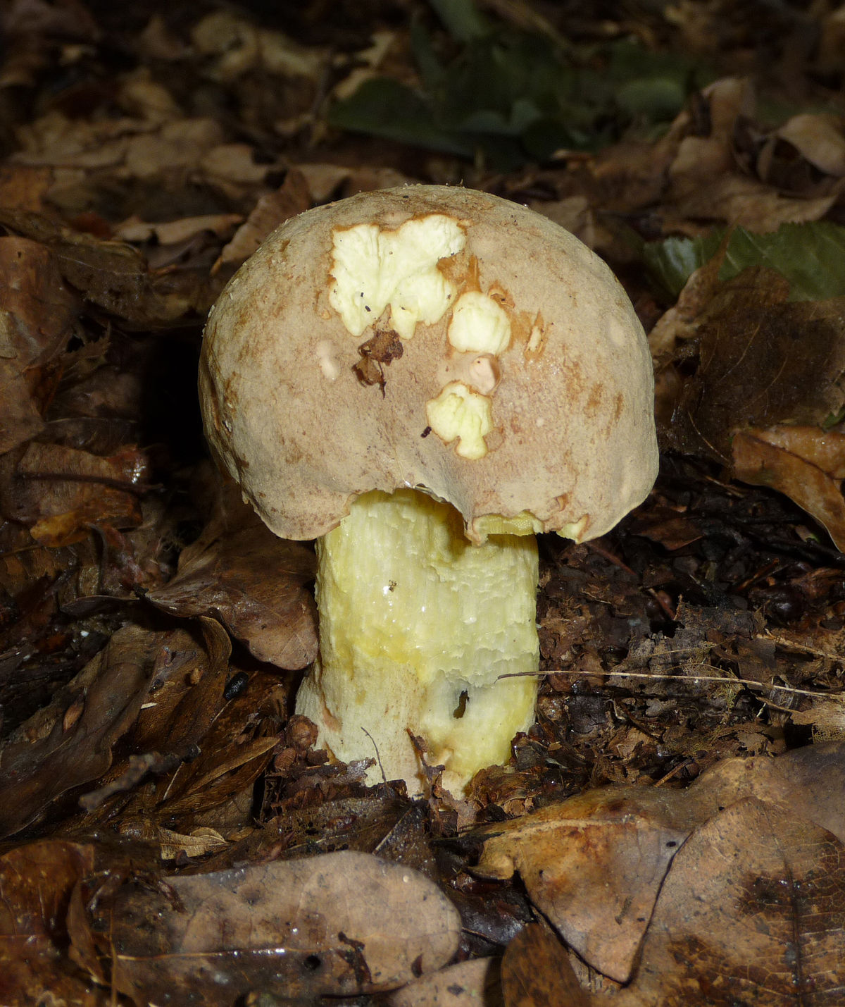 Boletus impolitus (Boleto impolitico, Boleto non bluente)