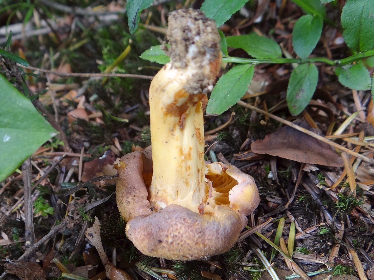 Cantharellus amethysteus (Finferlo ametistino)