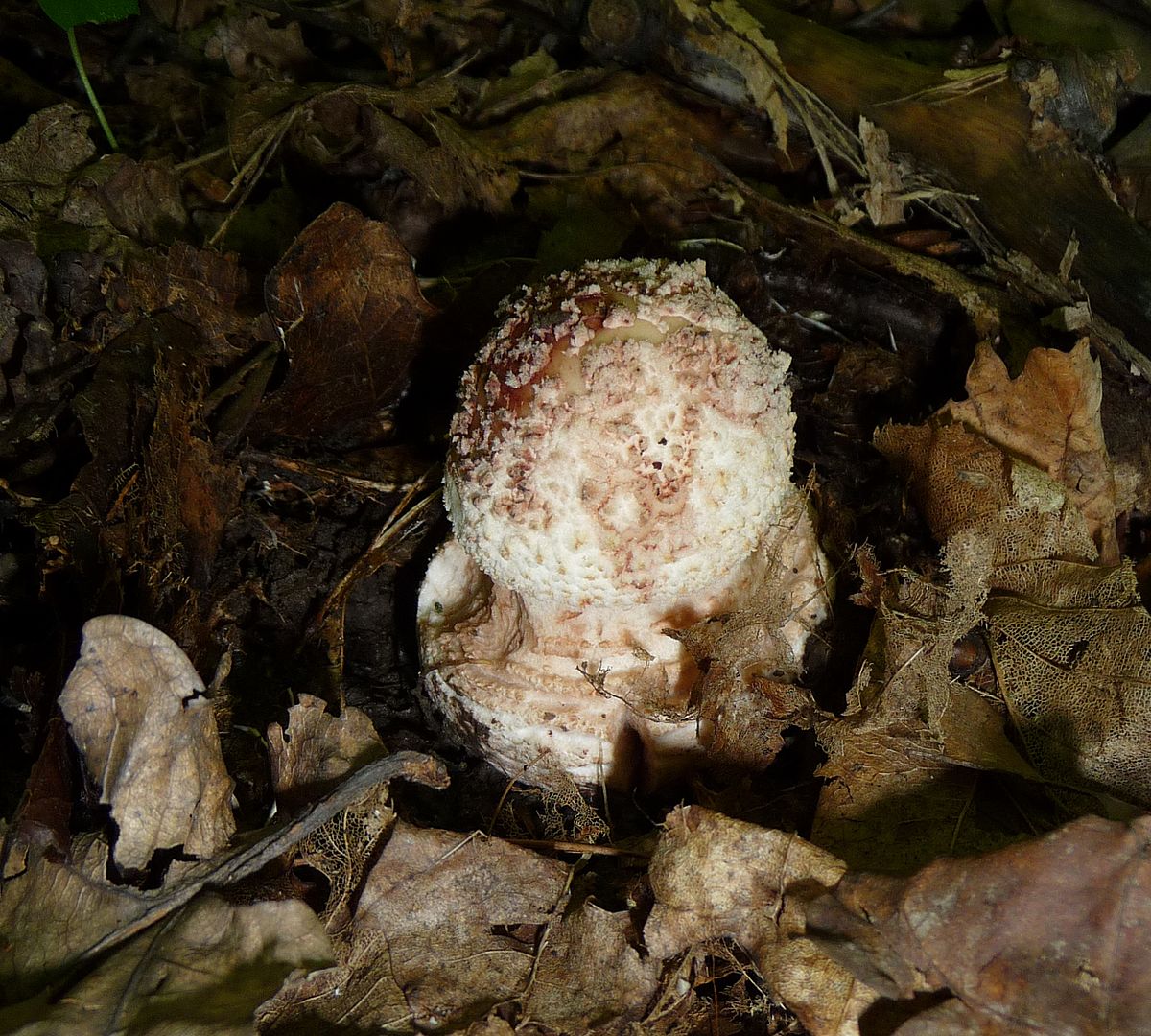 Amanita rubescens (Tignosa vinata)