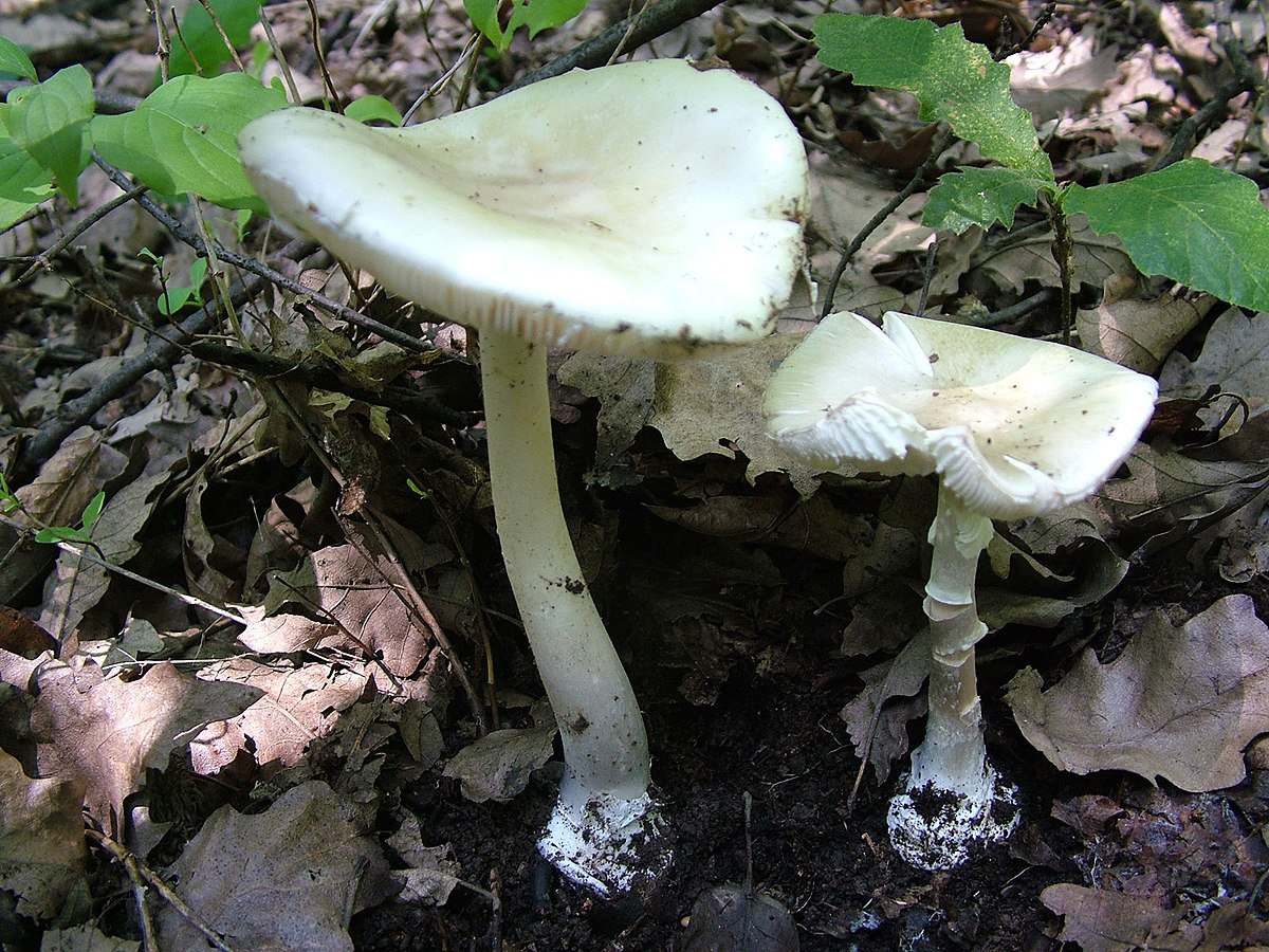 Amanita verna (Tignosa di primavera, Angelo della morte bianco)