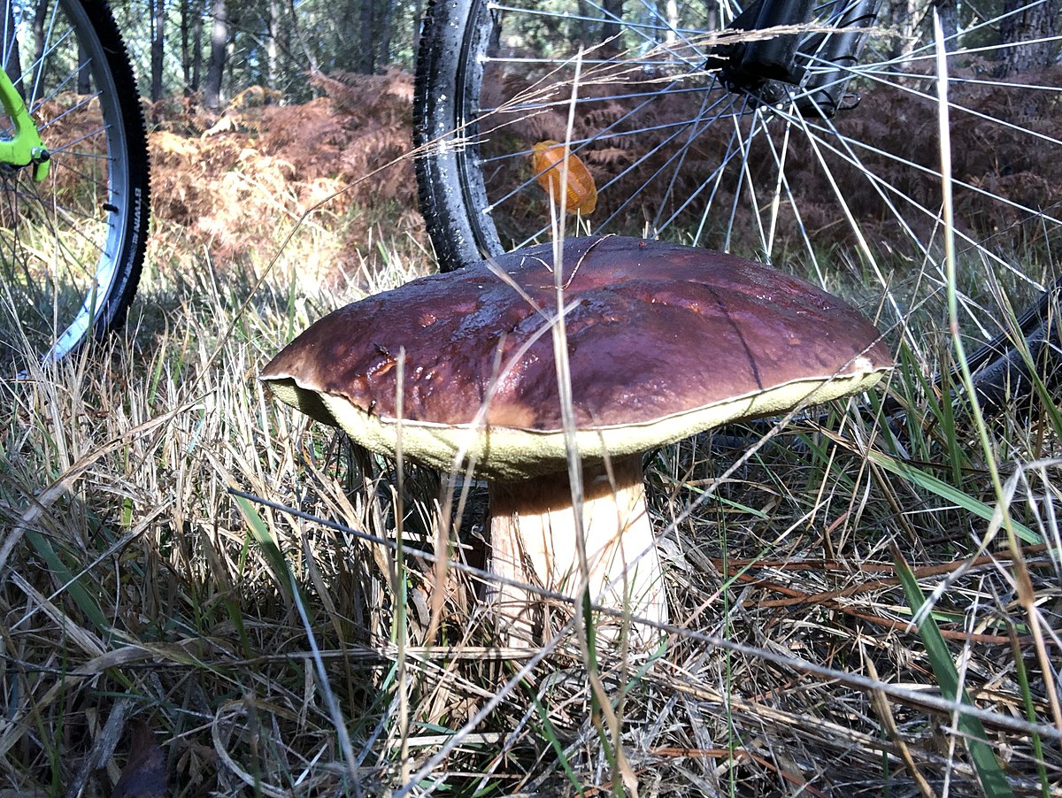 Boletus aereus (Porcino nero)