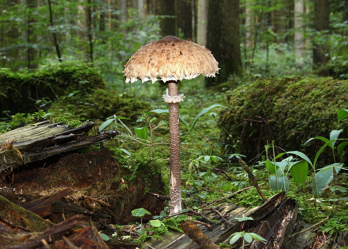 Macrolepiota procera