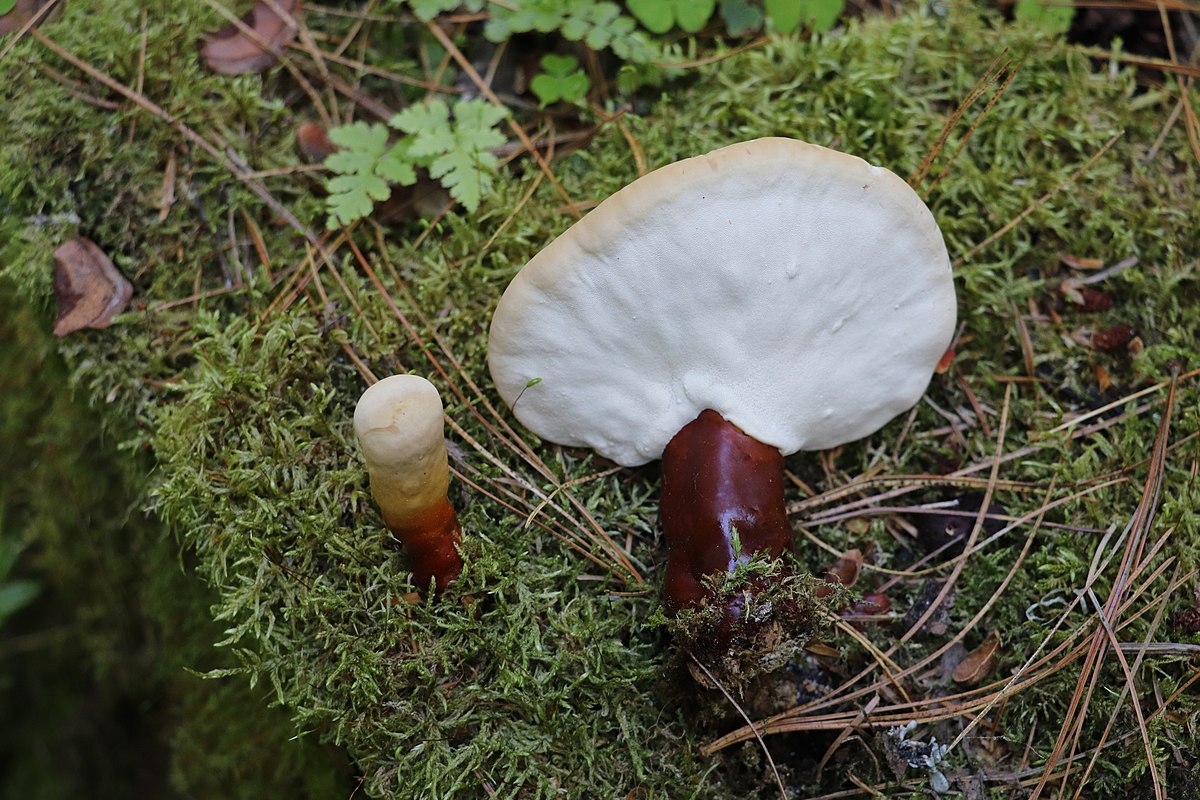 Ganoderma lucidum