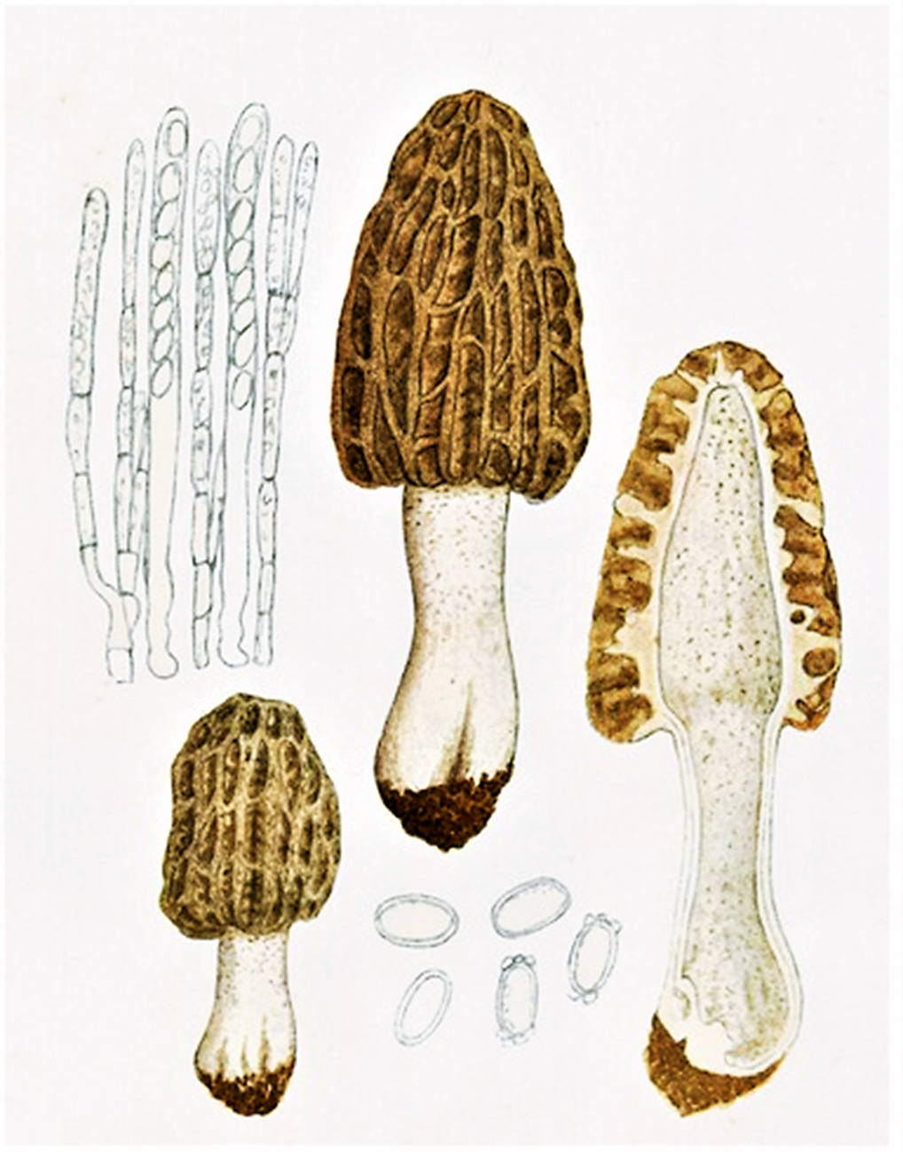 Morchella deliciosa