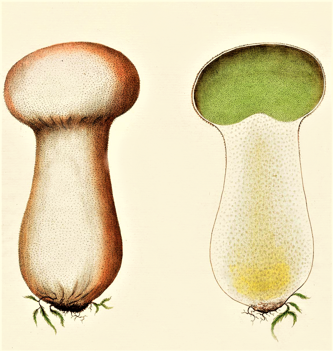 Lycoperdon saccatum