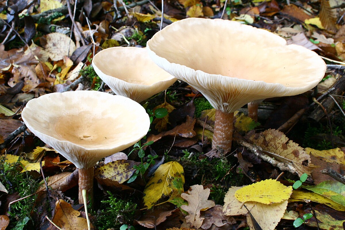Clitocybe geotropa (Clitocibe dell'imbuto, Fungo dell'imbuto)