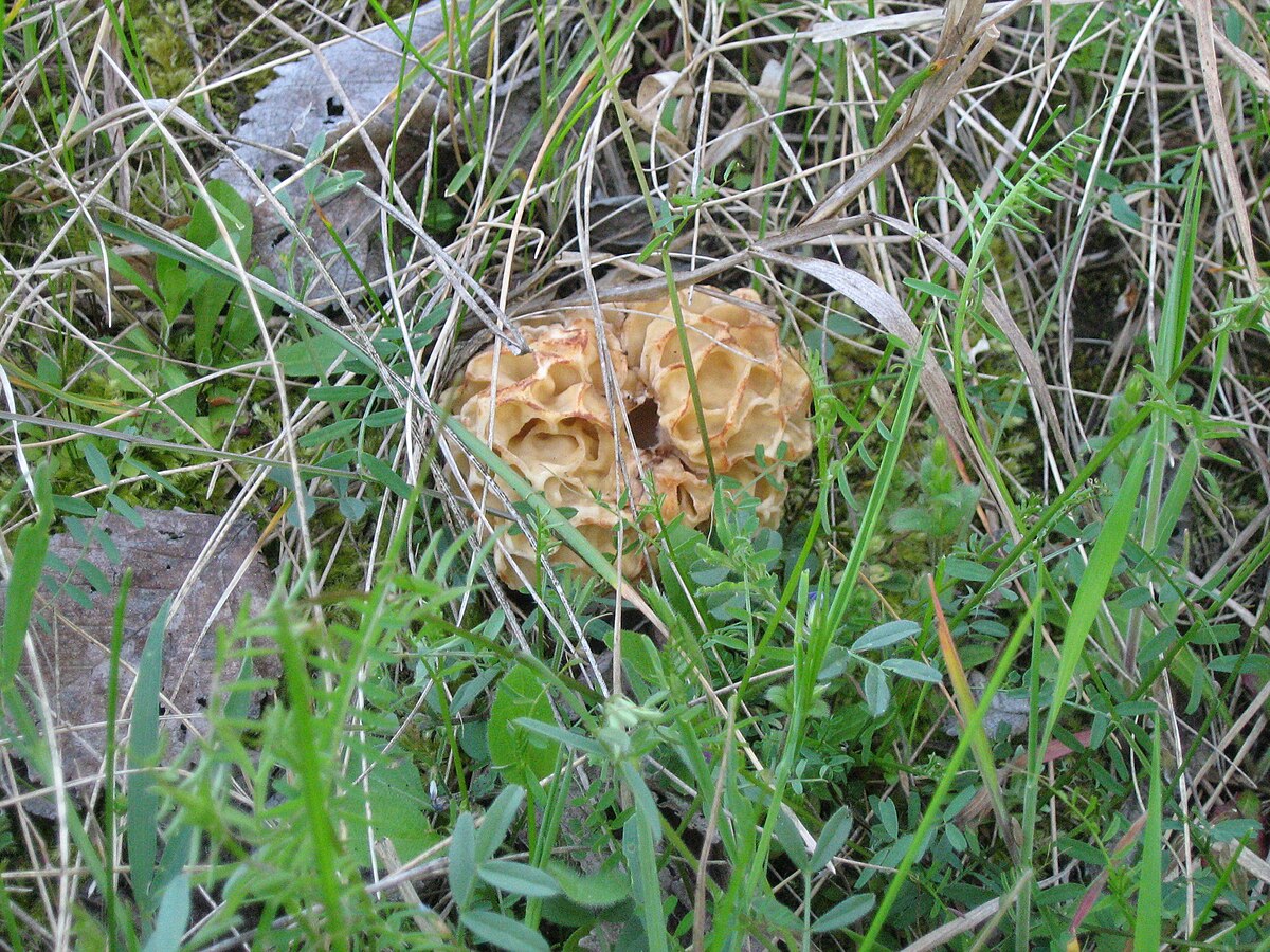 Morchella rotunda