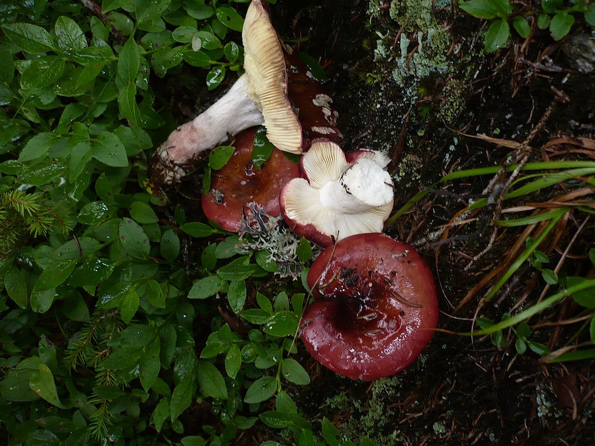Russula obscura