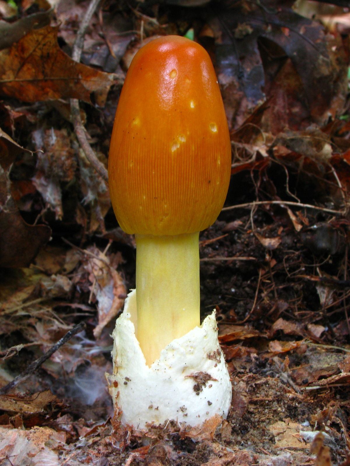 Amanita caesarea (Ovulo buono)
