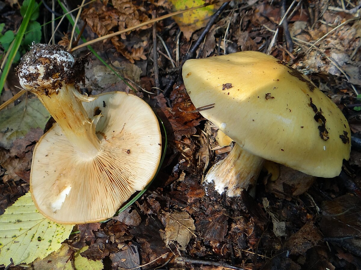 Cortinarius percomis (Cortinario fragrante, Cortinario speziato)