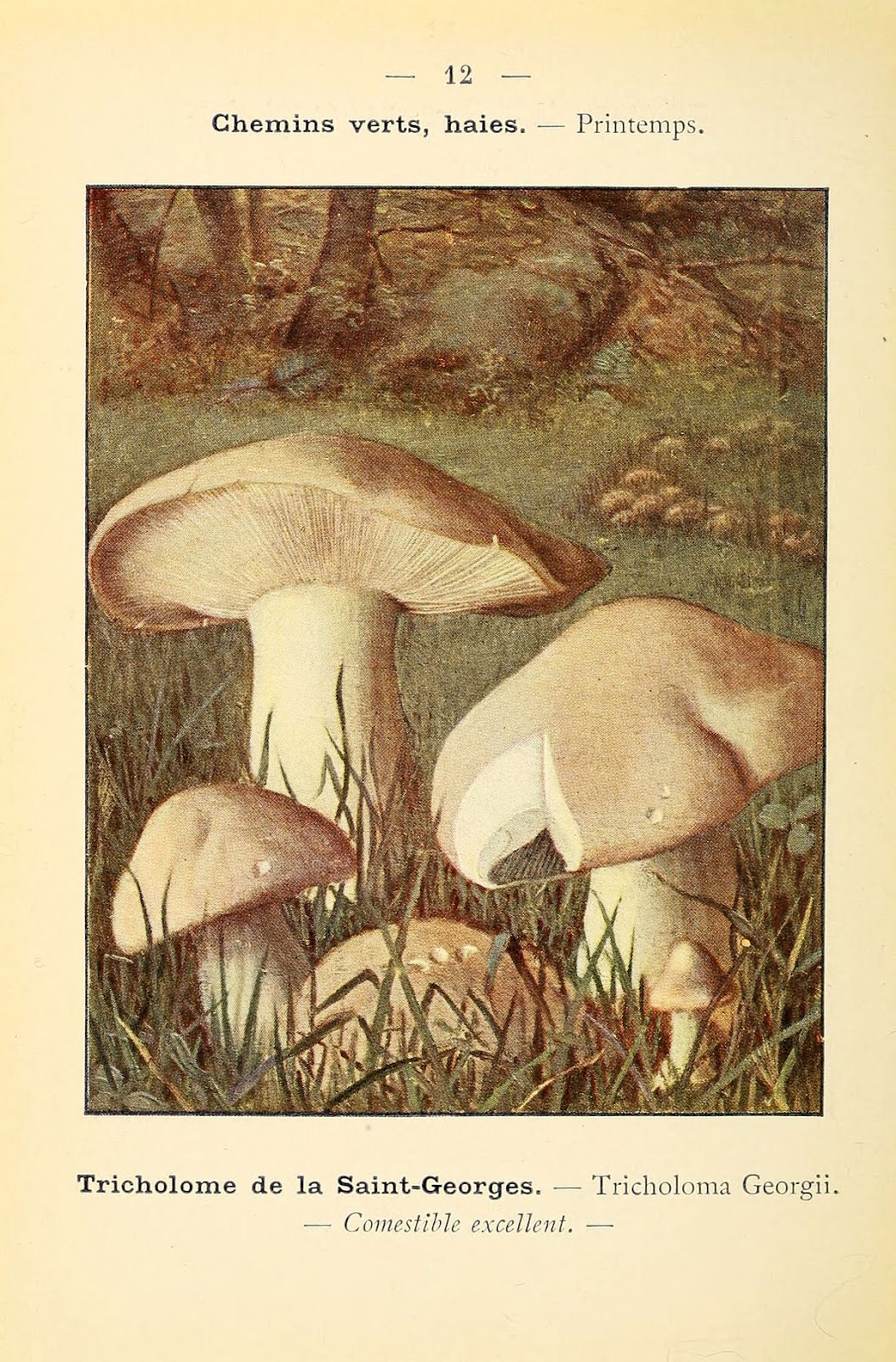 Tricholoma georgii