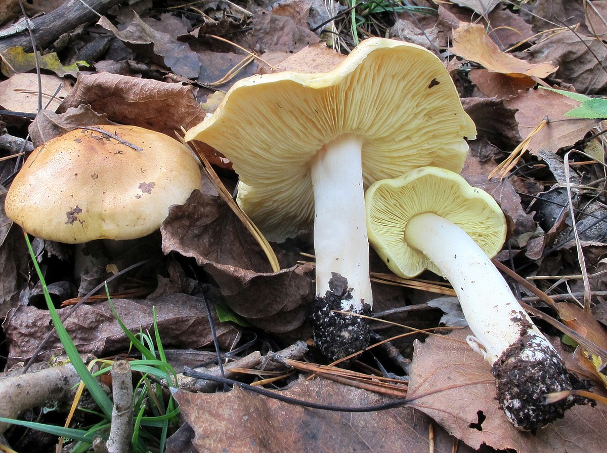Tricholoma equestre
