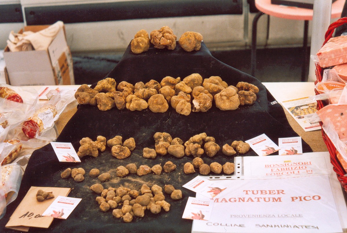 Tuber magnatum