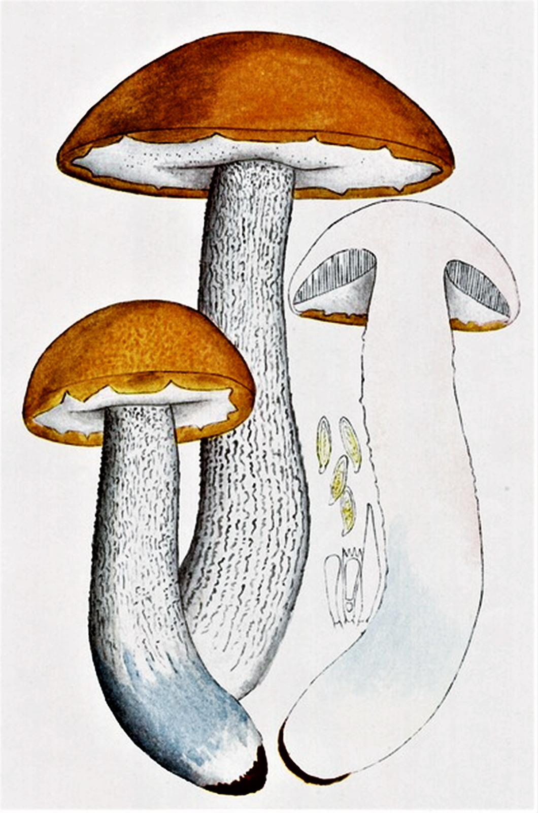 Leccinum aurantiacum