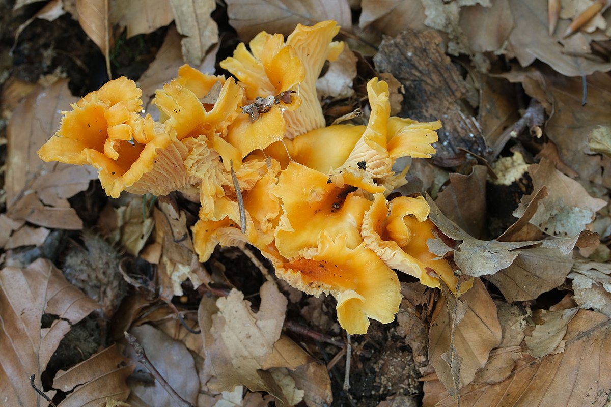 Cantharellus friesii (Finferla rosa)