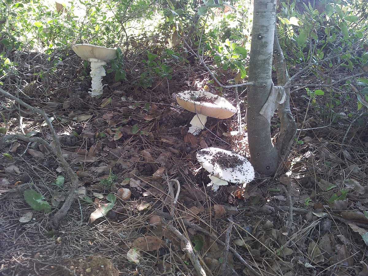 Amanita ovoidea (Ovulo malefico)