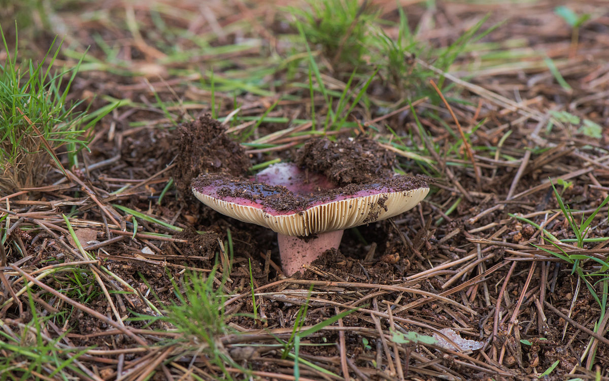 Lactarius rufus