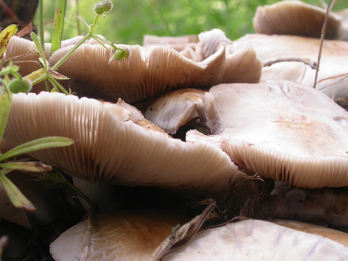 Agrocybe aegerita (Pioppino, Piopparello)