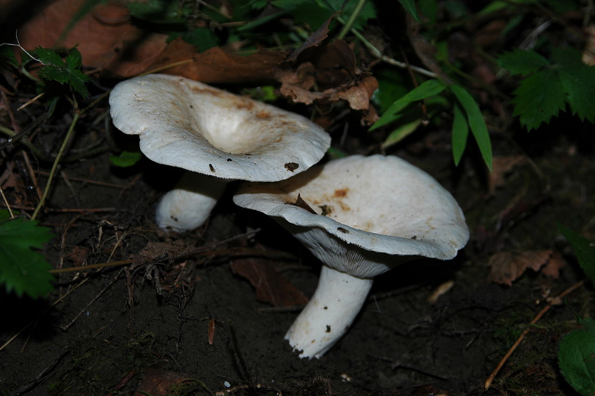 Lactarius piperatus