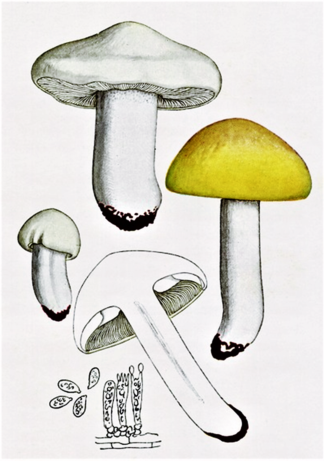 Tricholoma georgii