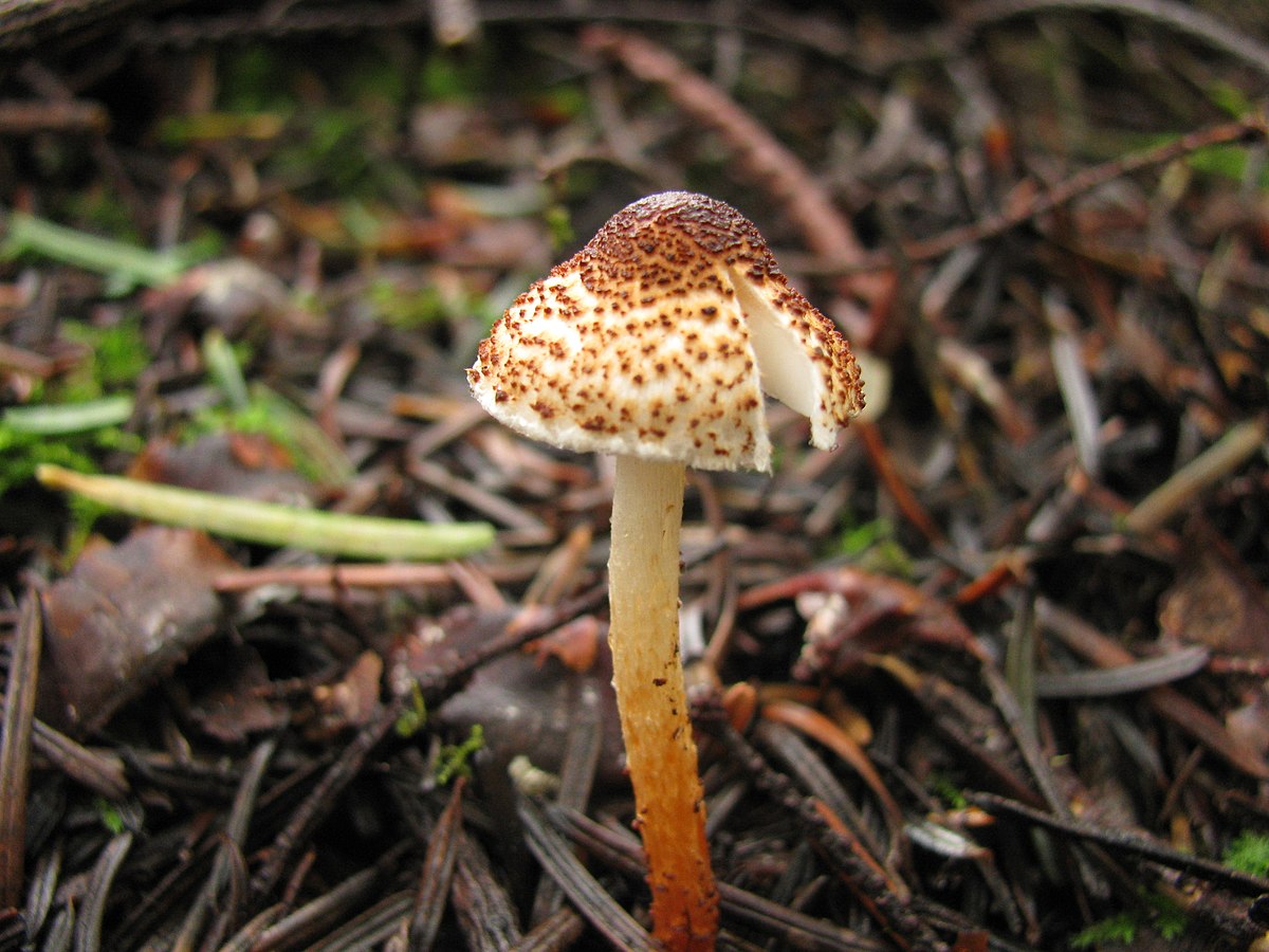 Lepiota castanea