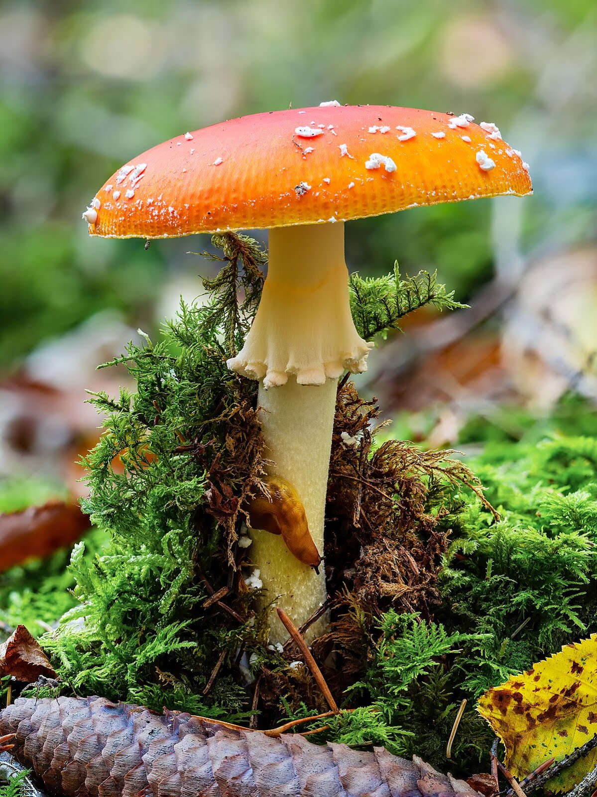 Amanita caesarea (Ovulo buono)