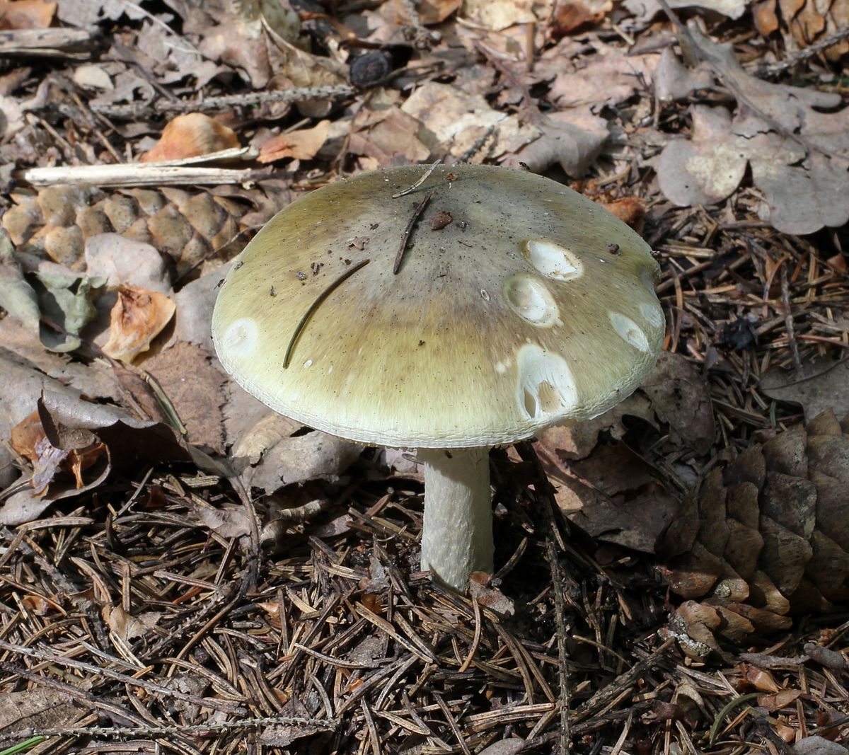 Amanita phalloides (Fungo della morte, Angelo della morte, Tignosa verdognola)