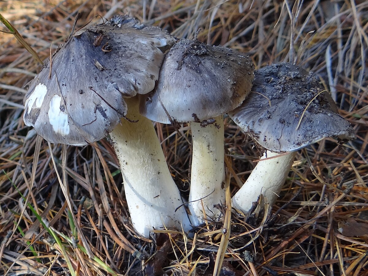 Tricholoma portentosum