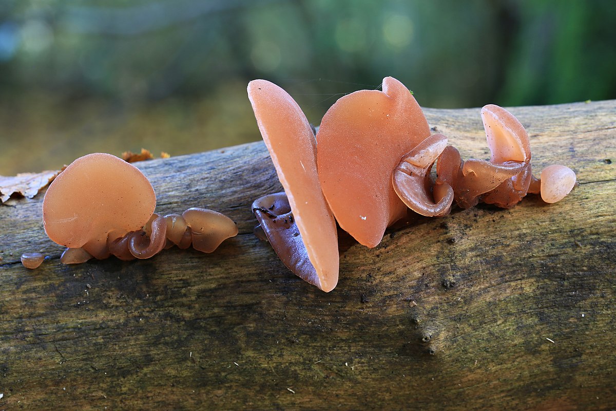 Auricularia auricula-judae (Orecchio di Giuda, Fungo dell’orecchio, Orecchio del legno)