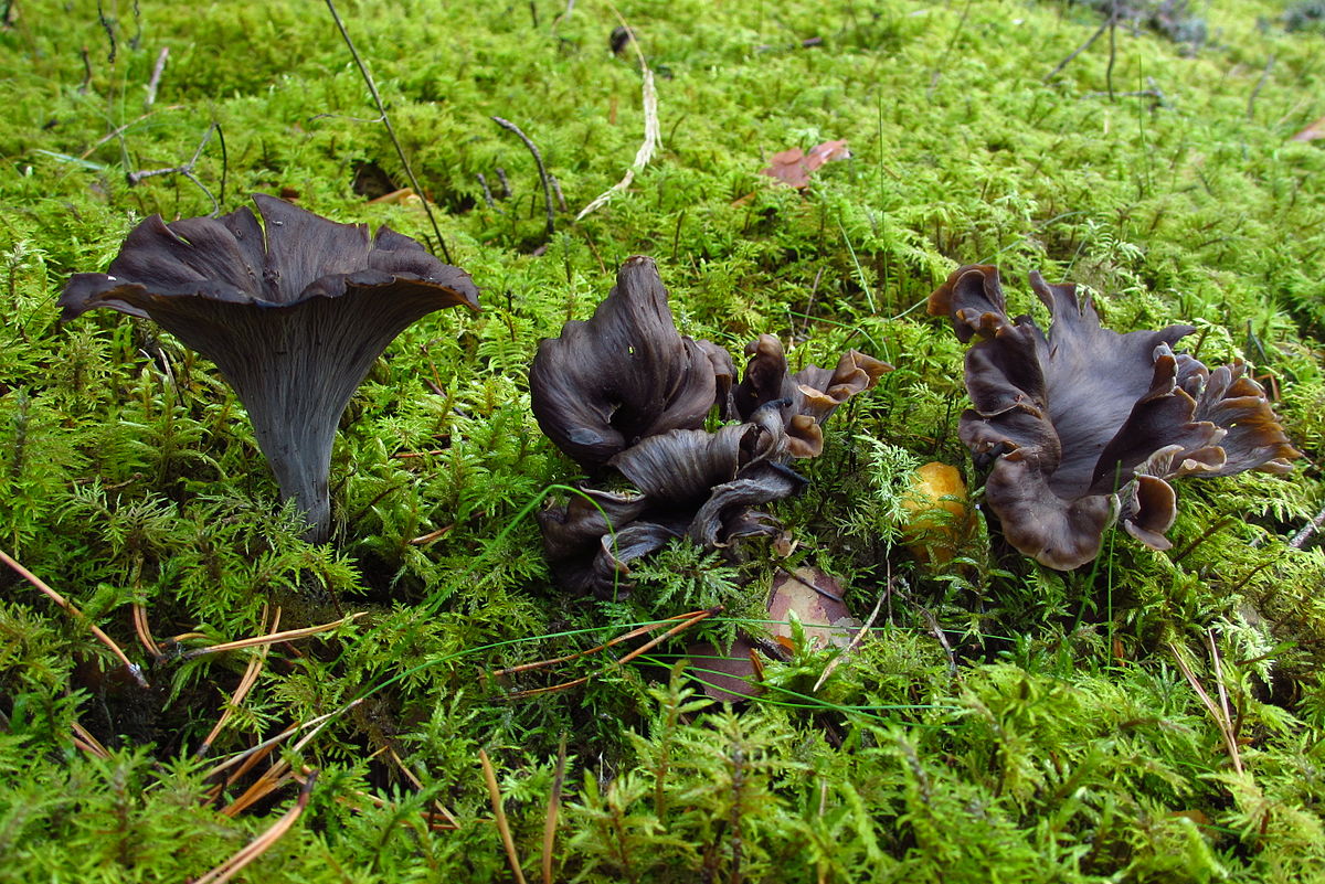 Craterellus cornucopioides (Trombetta dei morti, Corno dell'abbondanza)