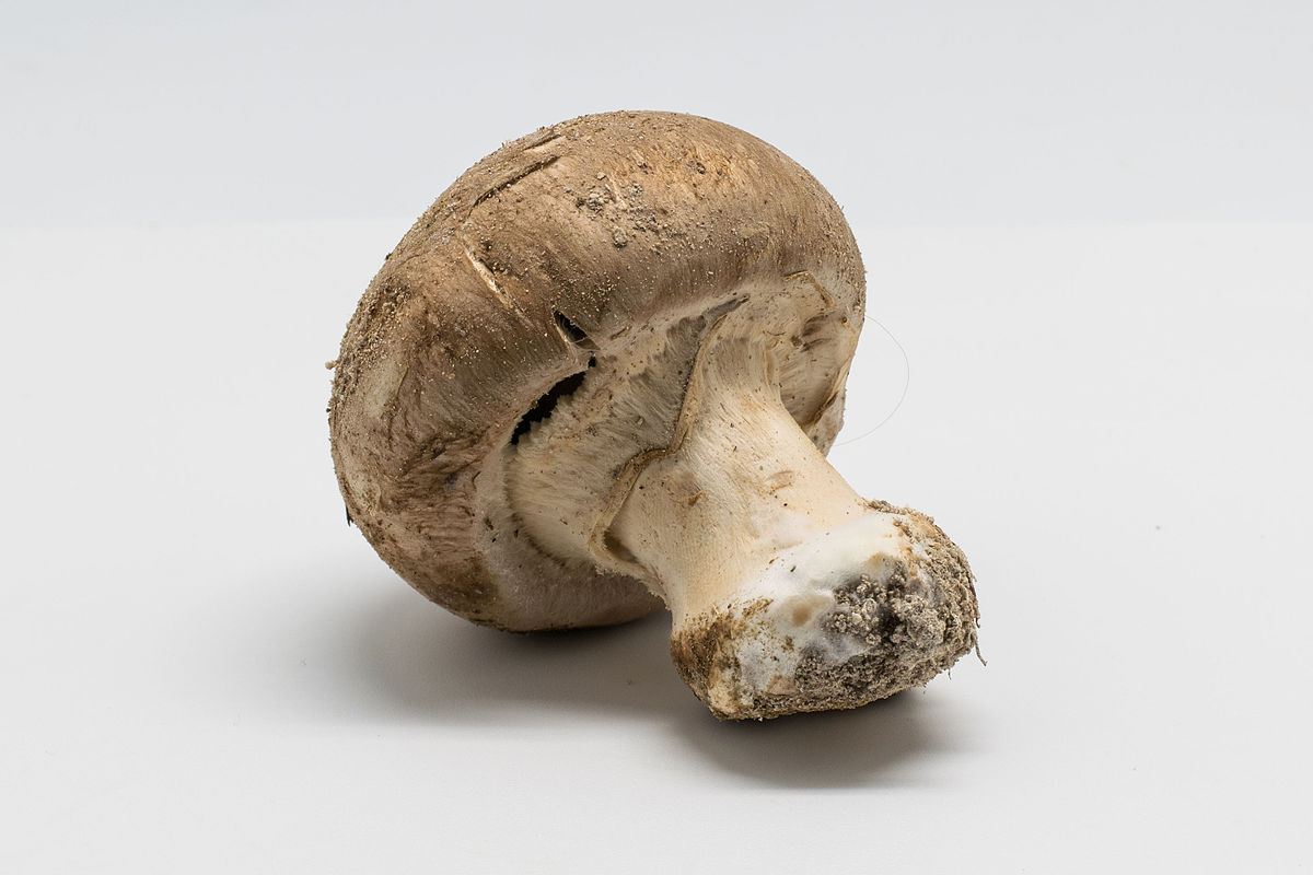 Agaricus bisporus (Champignon, Prataiolo, Fungo bianco)