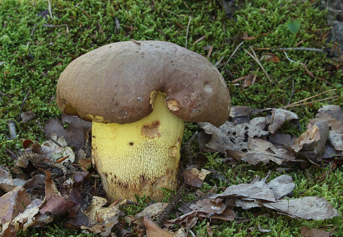 Boletus appendiculatus (Porcino giallo, Porcino appendicolato)