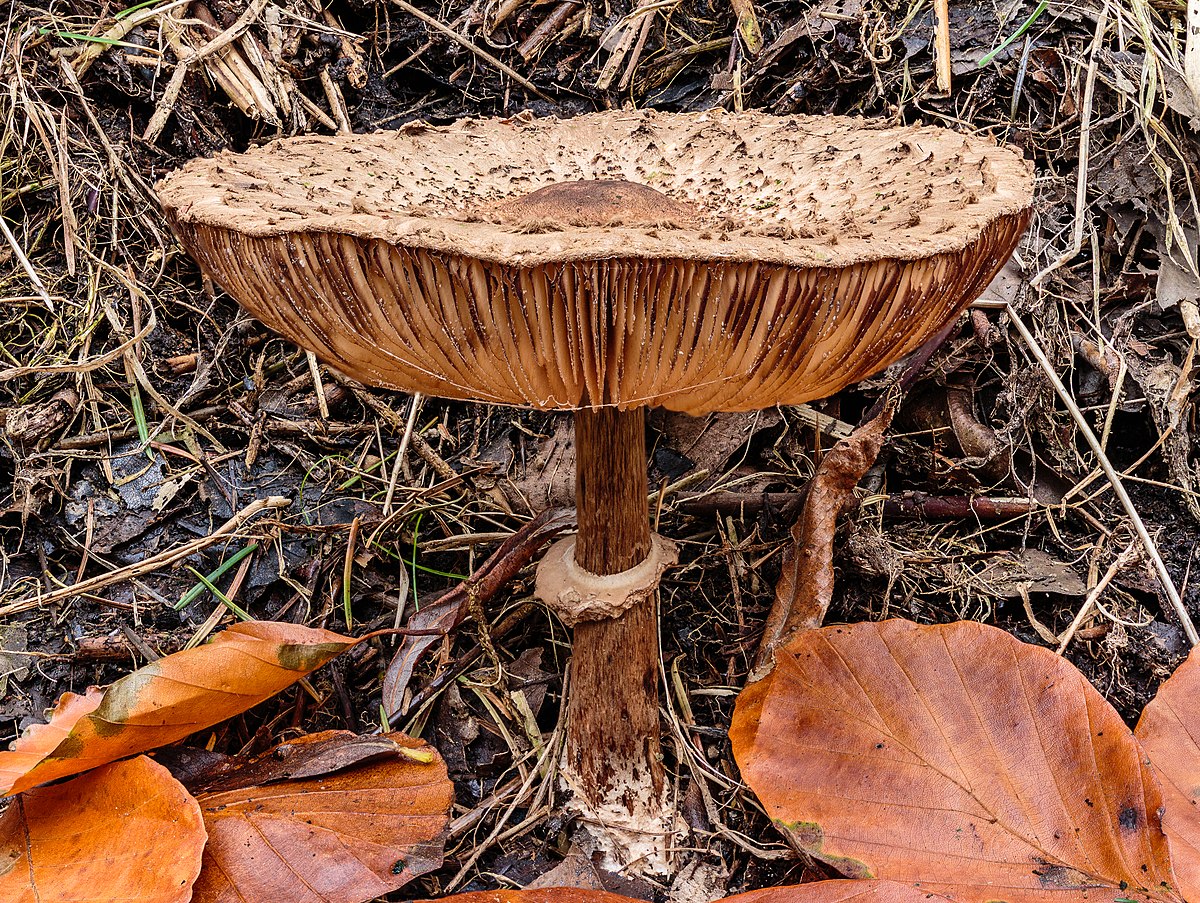 Macrolepiota rhacodes