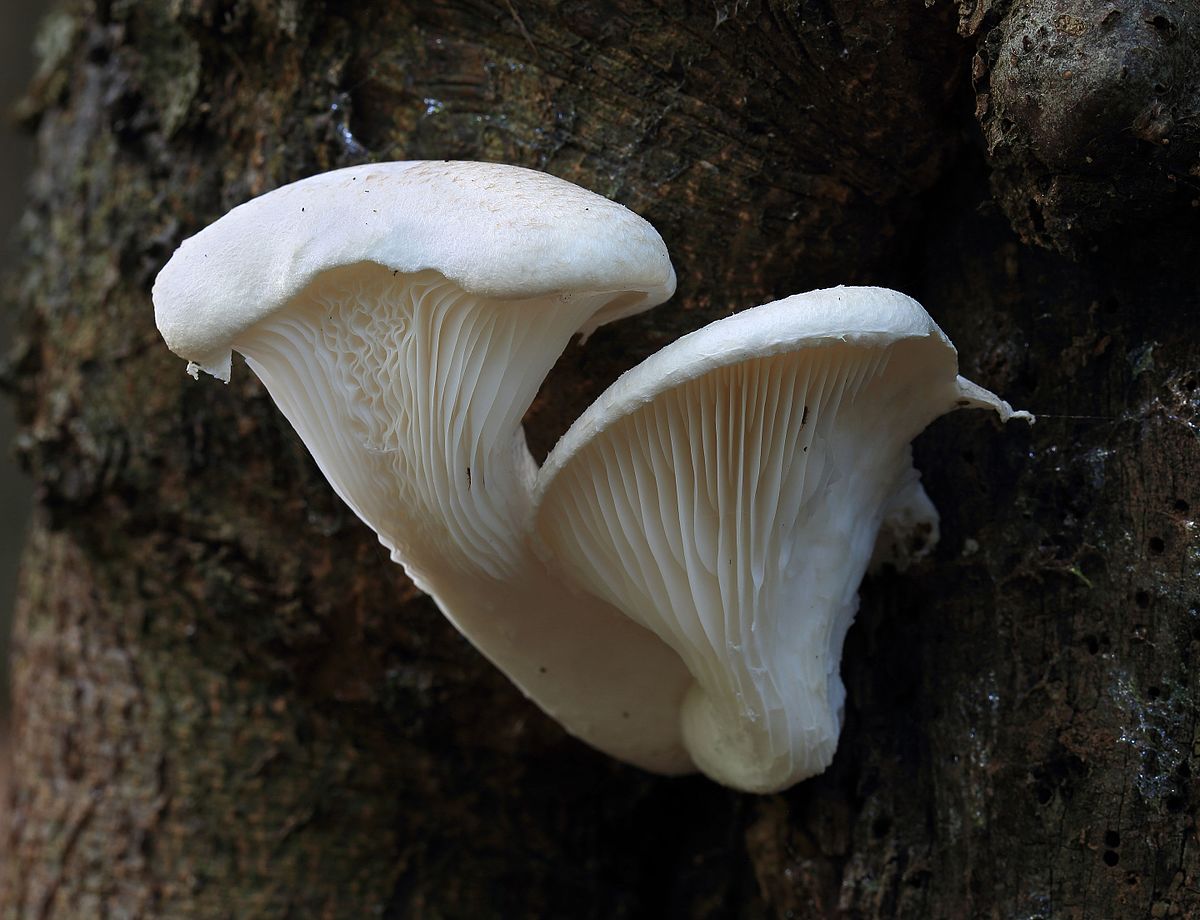 Pleurotus dryinus