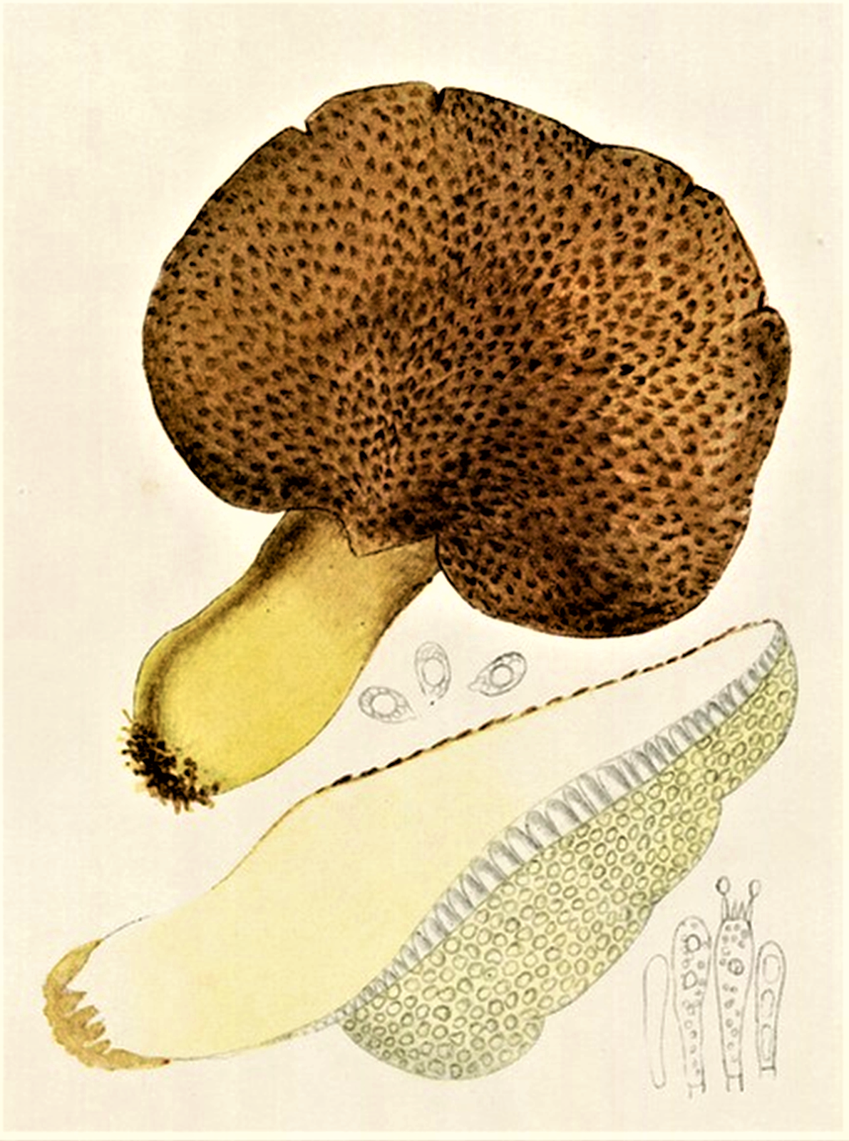 Polyporus pes-caprae