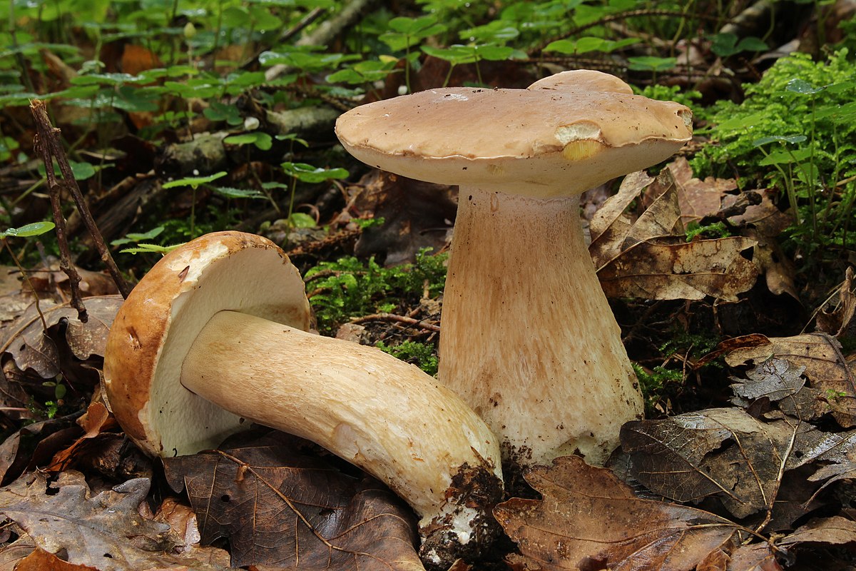 Boletus edulis (Porcino)